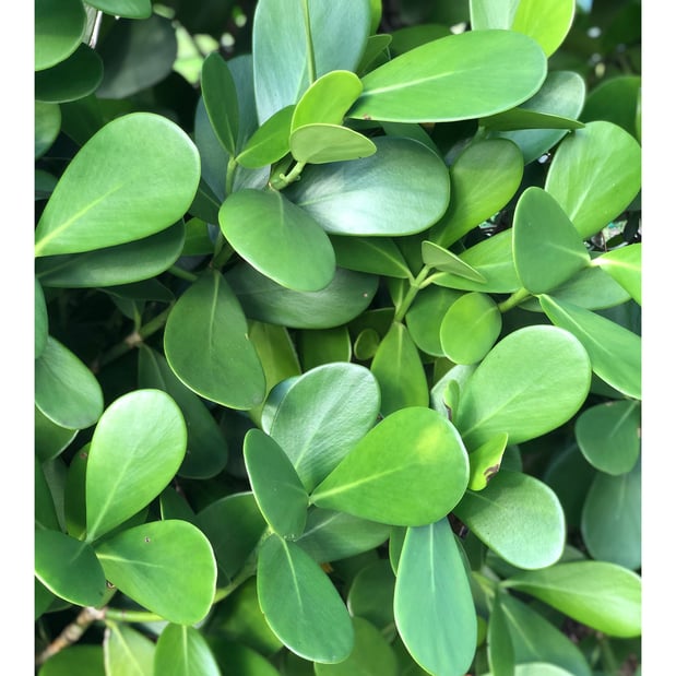 Images Grateful Clusia Nursery