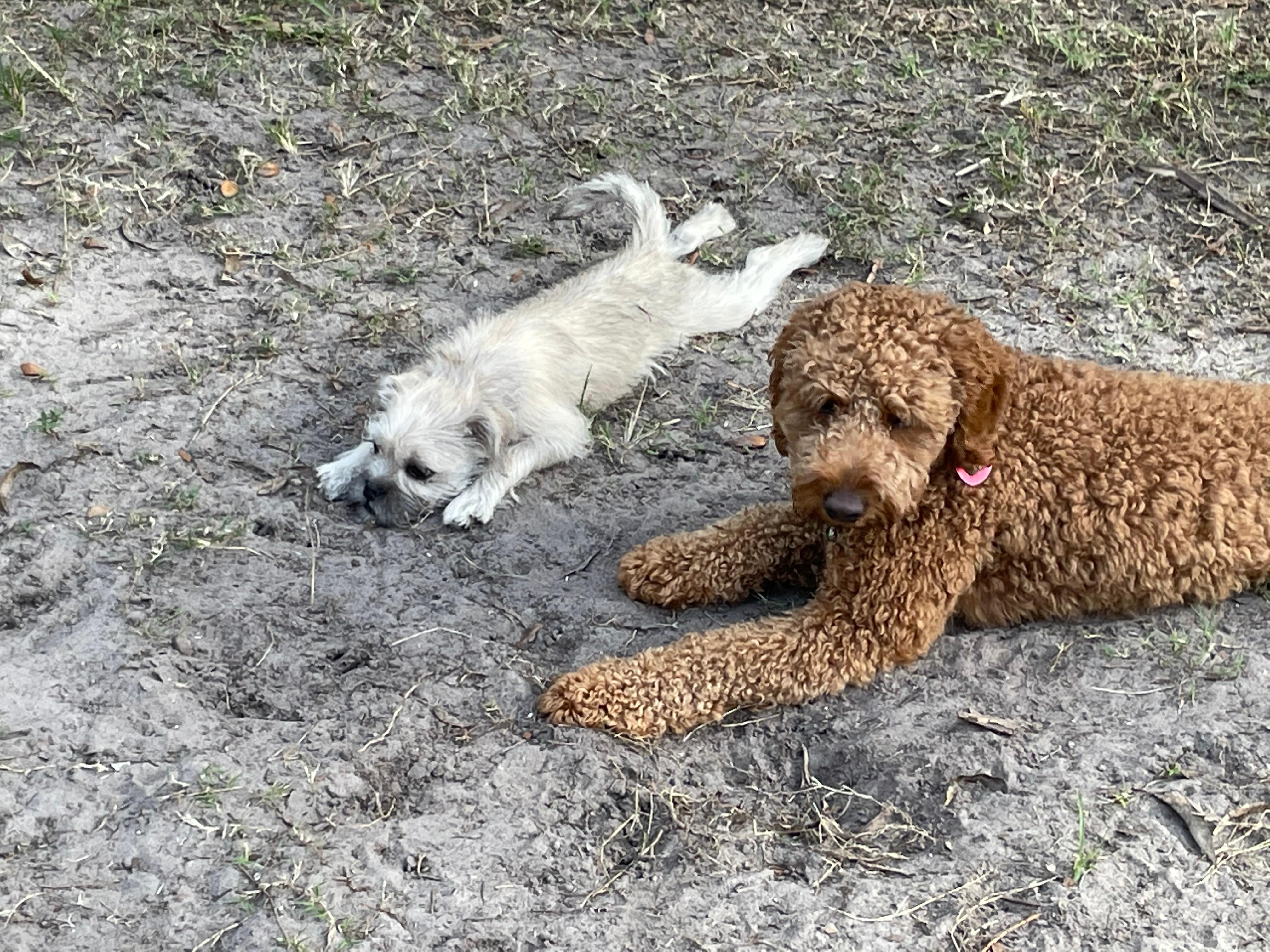 Teddy and Timmy are just hanging out at a local dog park in Palm Valley, FL.