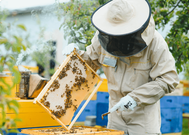 Images GloryBee