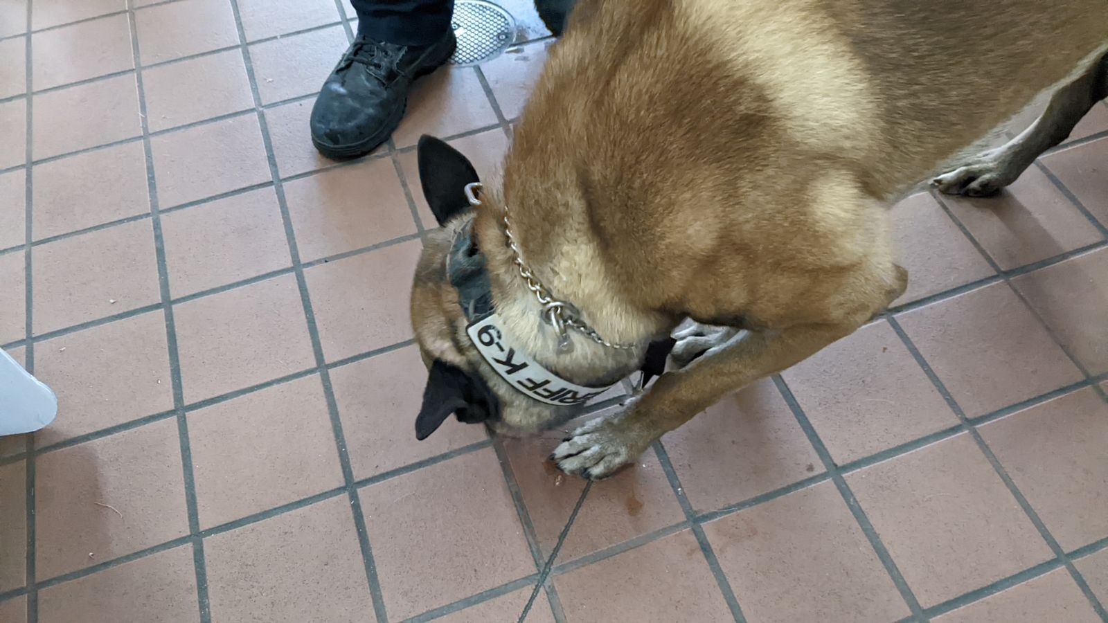 Call or visit our Pittsford office for a free pet insurance quote today!