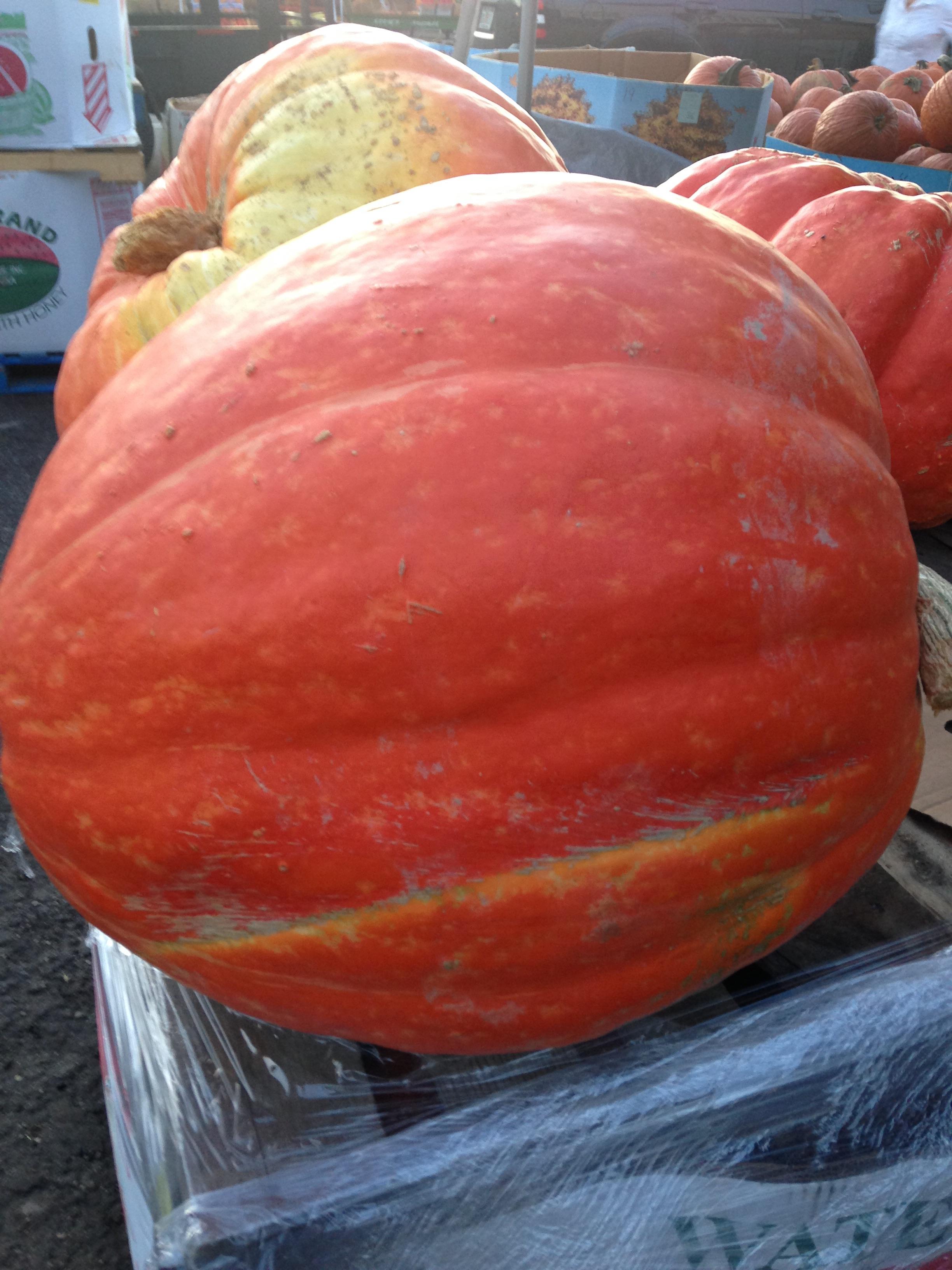 Giant-pumpkin