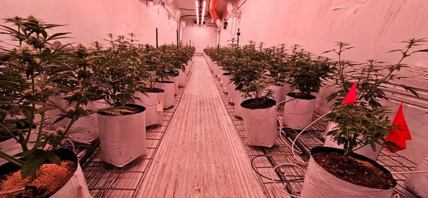 Images The Farm Weed Dispensary - Felton