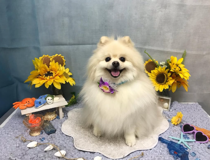 Images ペットショップ 犬の家