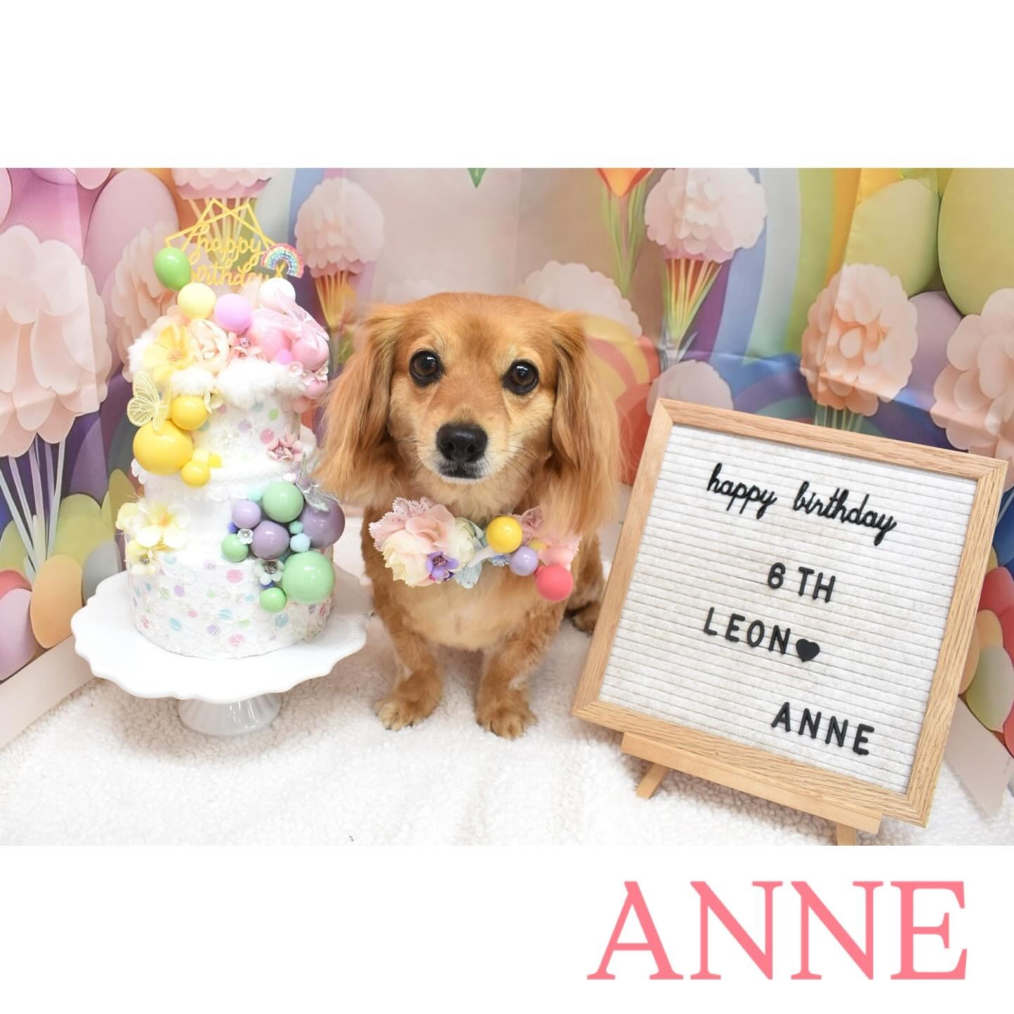 Images わんわんスタイルANNE