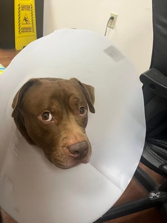 Images Rush Veterinary Urgent Care