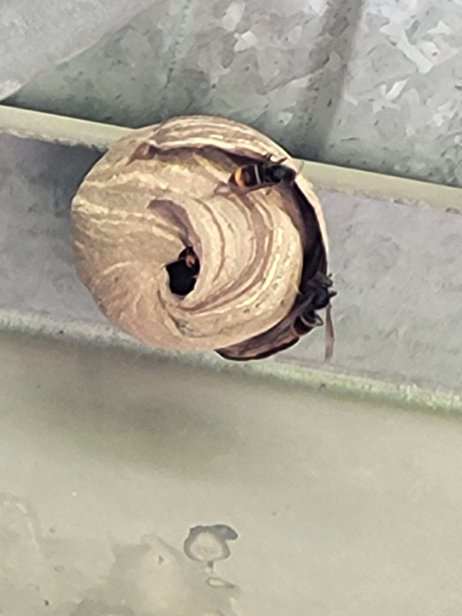 Images CLG Nuisibles-Guêpes-Frelons