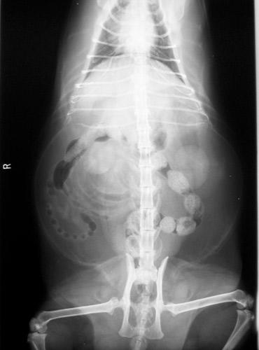 Images Clínica Veterinaria Villaluenga