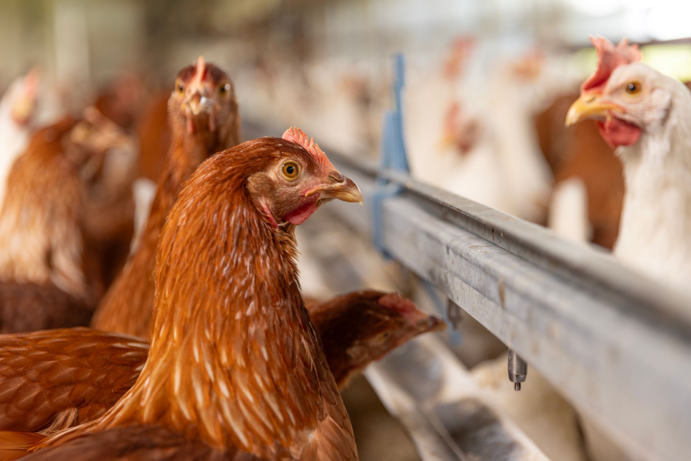 Bilder Soller Junghennen AG