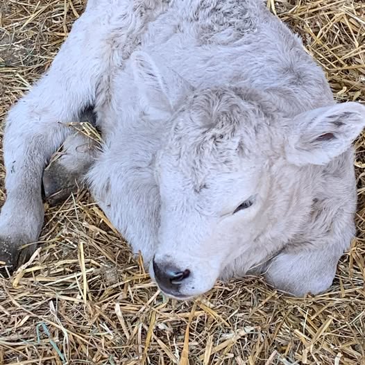 Images Shady Ridge Farm, LLC