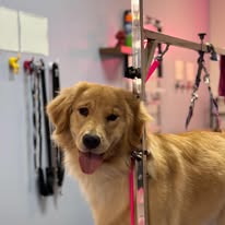 Lux Fur Pet Salon Image