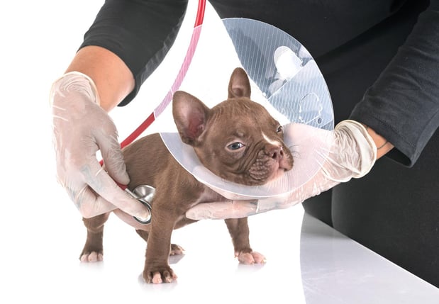 Images Imperial Animal Hospital