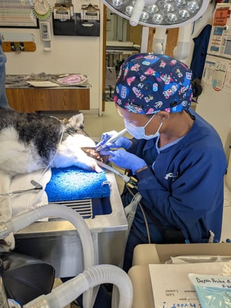Images VCA College Park - Ana Brook Animal Hospital