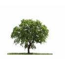 Mauricio's Tree Service