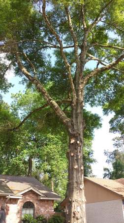 Images TNT Tree Service