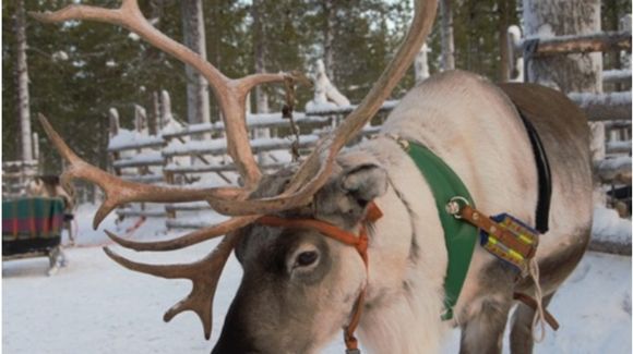 Images Saariselän Porotila / Saariselkä Reindeer Farm
