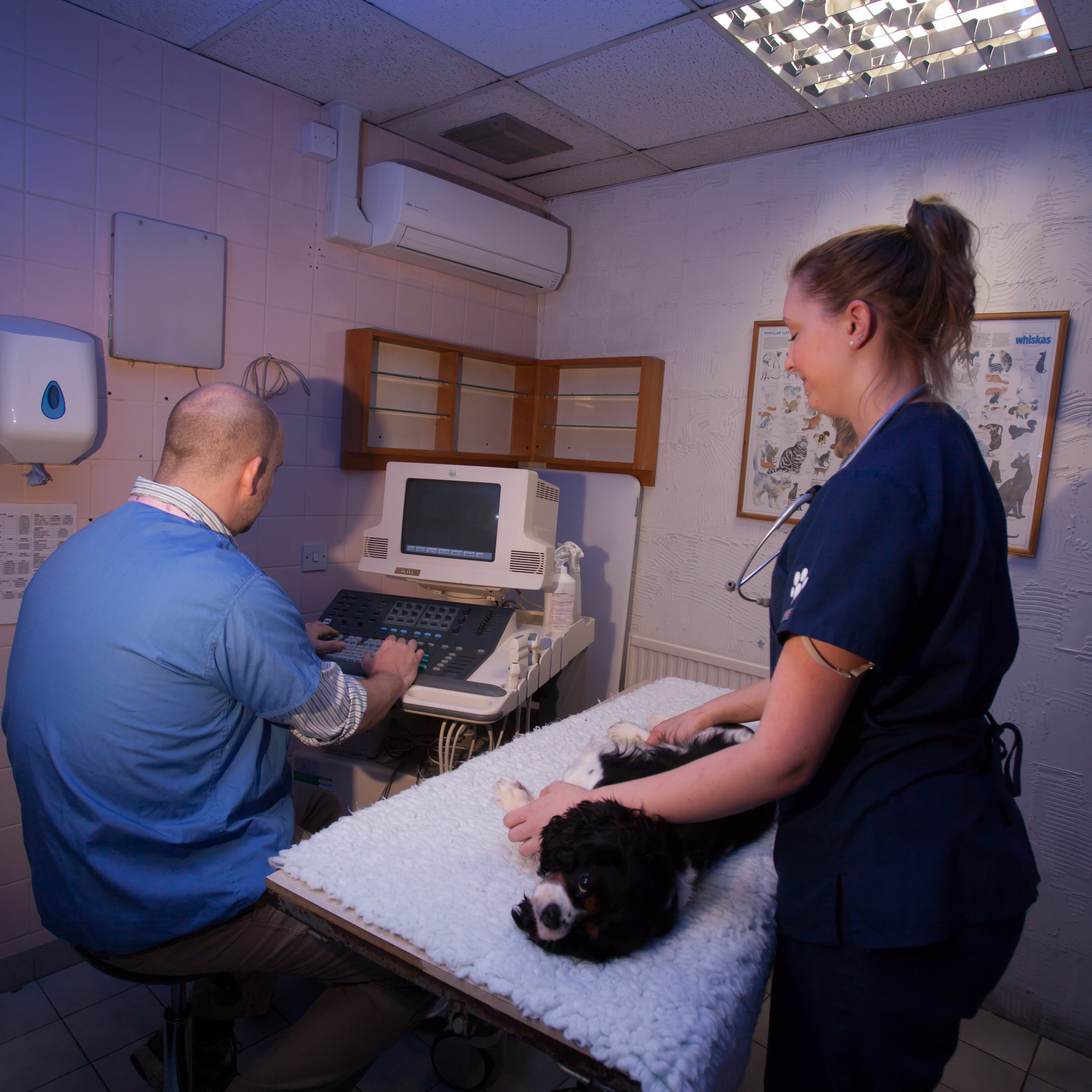 Images Streatham Hill Veterinary Surgery