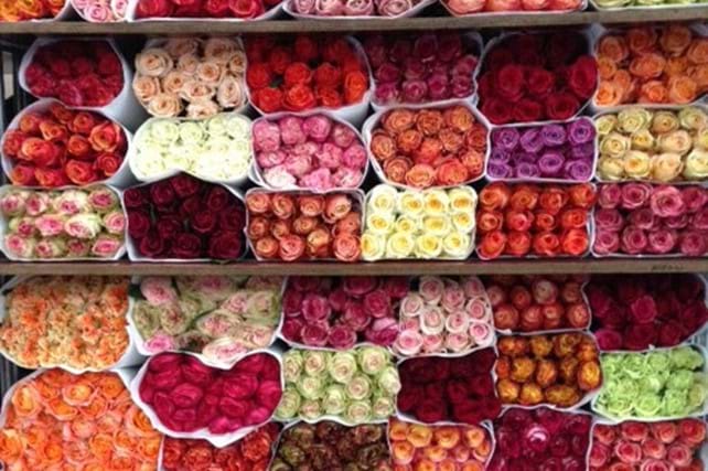Bilder Hoflor AG