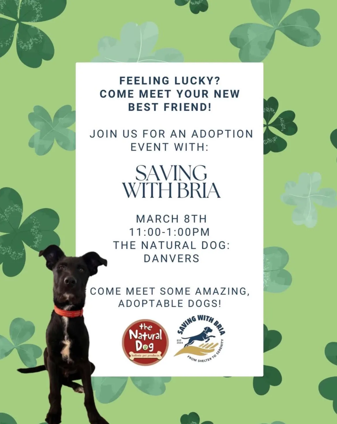 Image of Local Pet Event Adoption Event with Saving with Bria Nearby