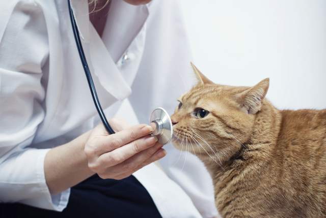 As part of the Heritage Animal Hospital health screenings, we may also offer and recommend a Veterinary Therapeutic diet based on your pets condition. Our diets are designed to treat and manage your pets condition to help it live a long and happy life.