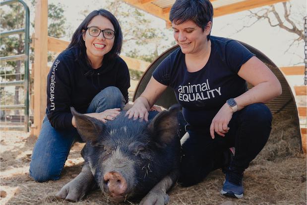 Images Animal Equality