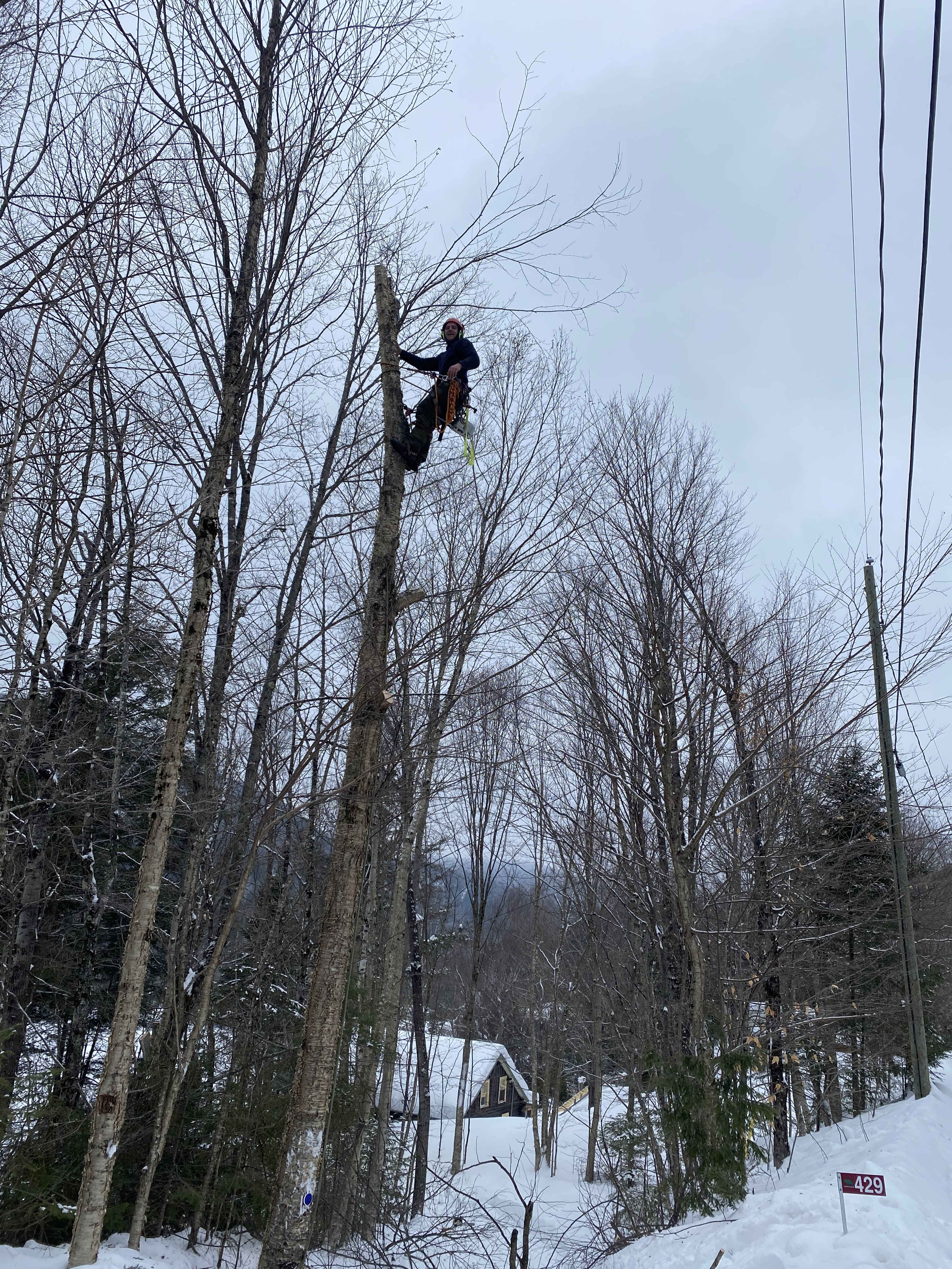 Images Élagage Frère d'Arbres