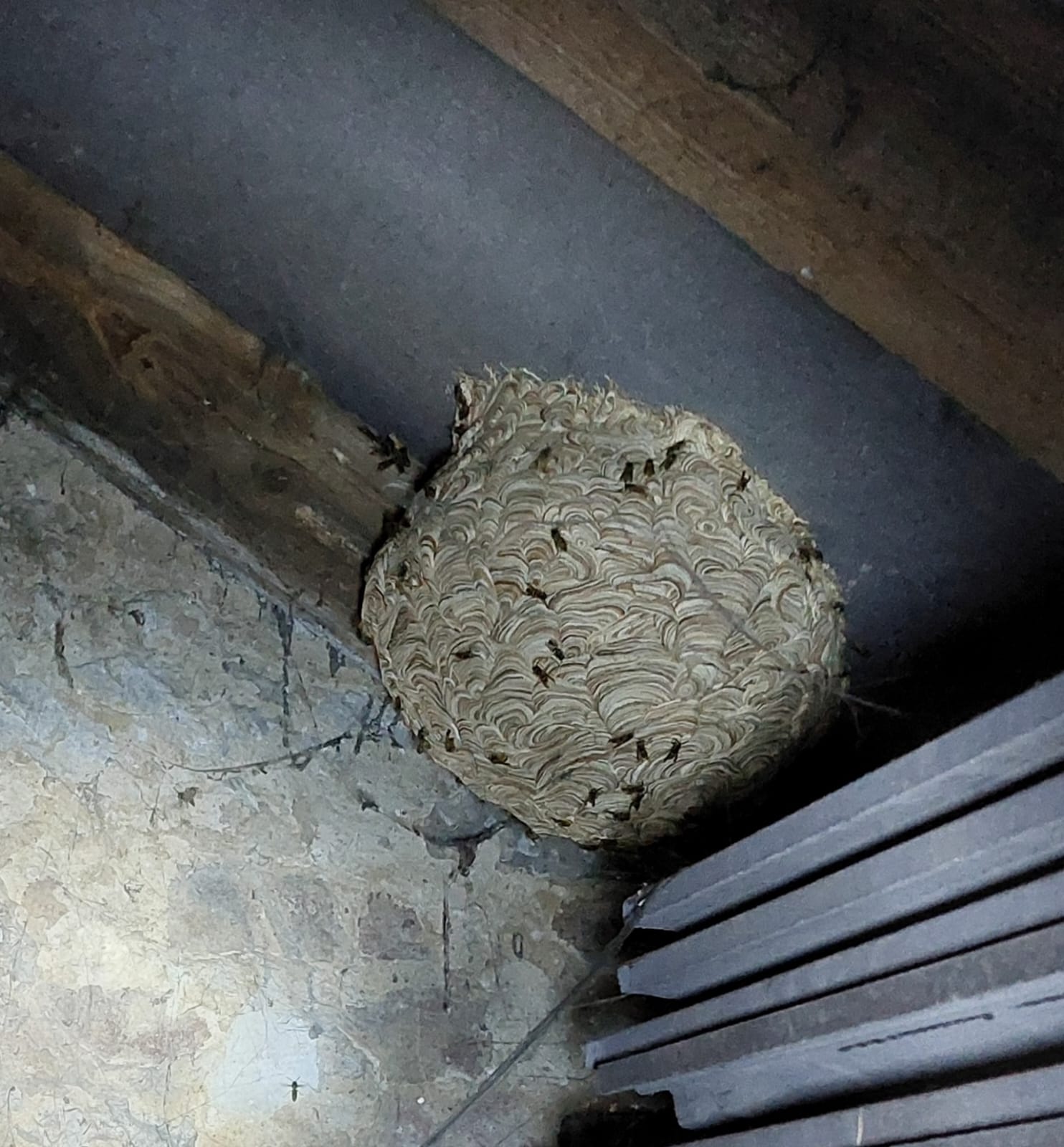 Kammerjäger Kalle, Kölner Landstraße 243 in Düsseldorf