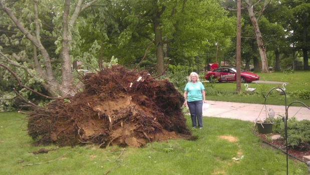 Images American Tree Care