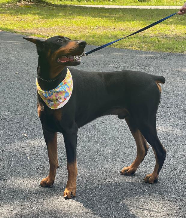 Images Space Coast Mobile Dog Grooming