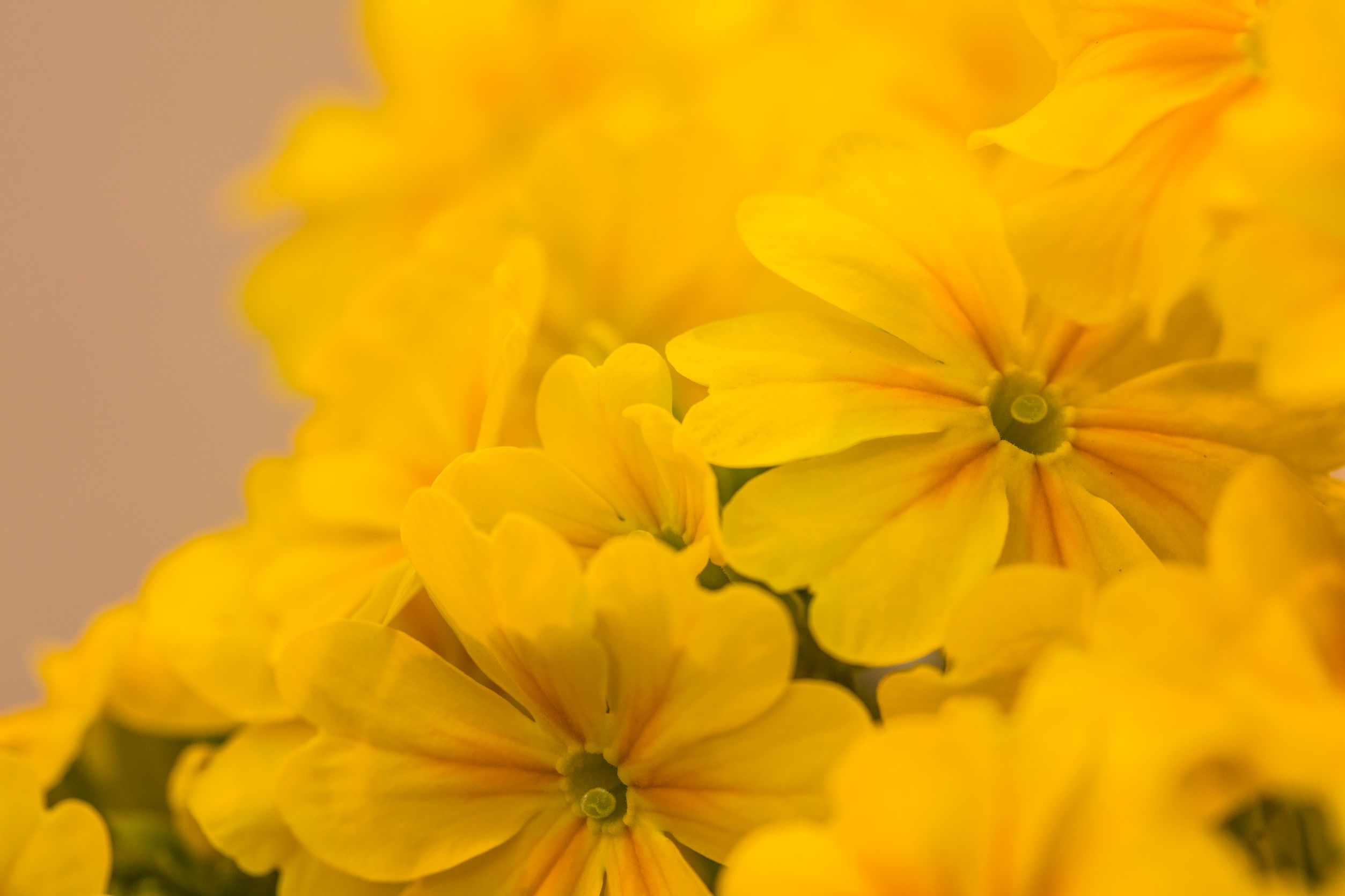 Gärtnerei Allemann GmbH, Benkenstrasse 266 in Witterswil