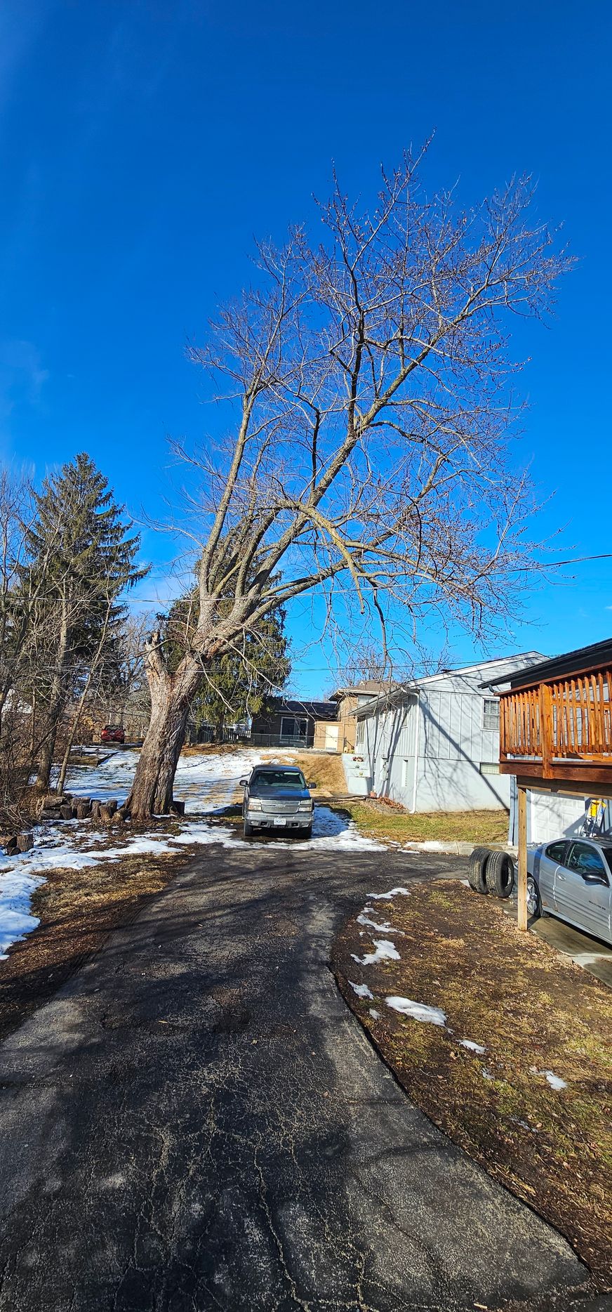 Cold Oak Tree Service