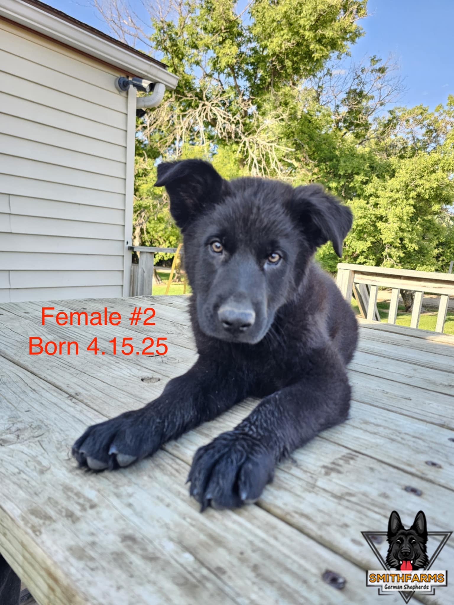 SmithFarms German Shepherds Image