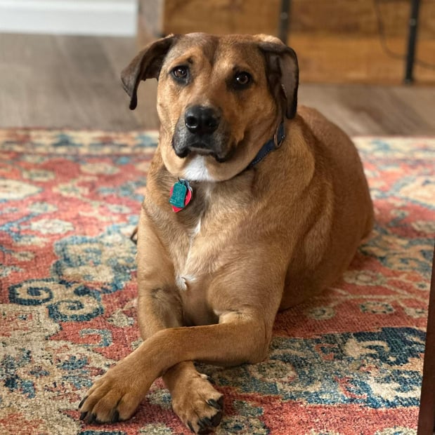 Images Leash and Love LLC