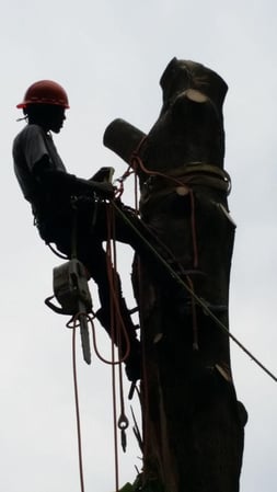 Images Keil Tree Experts Inc