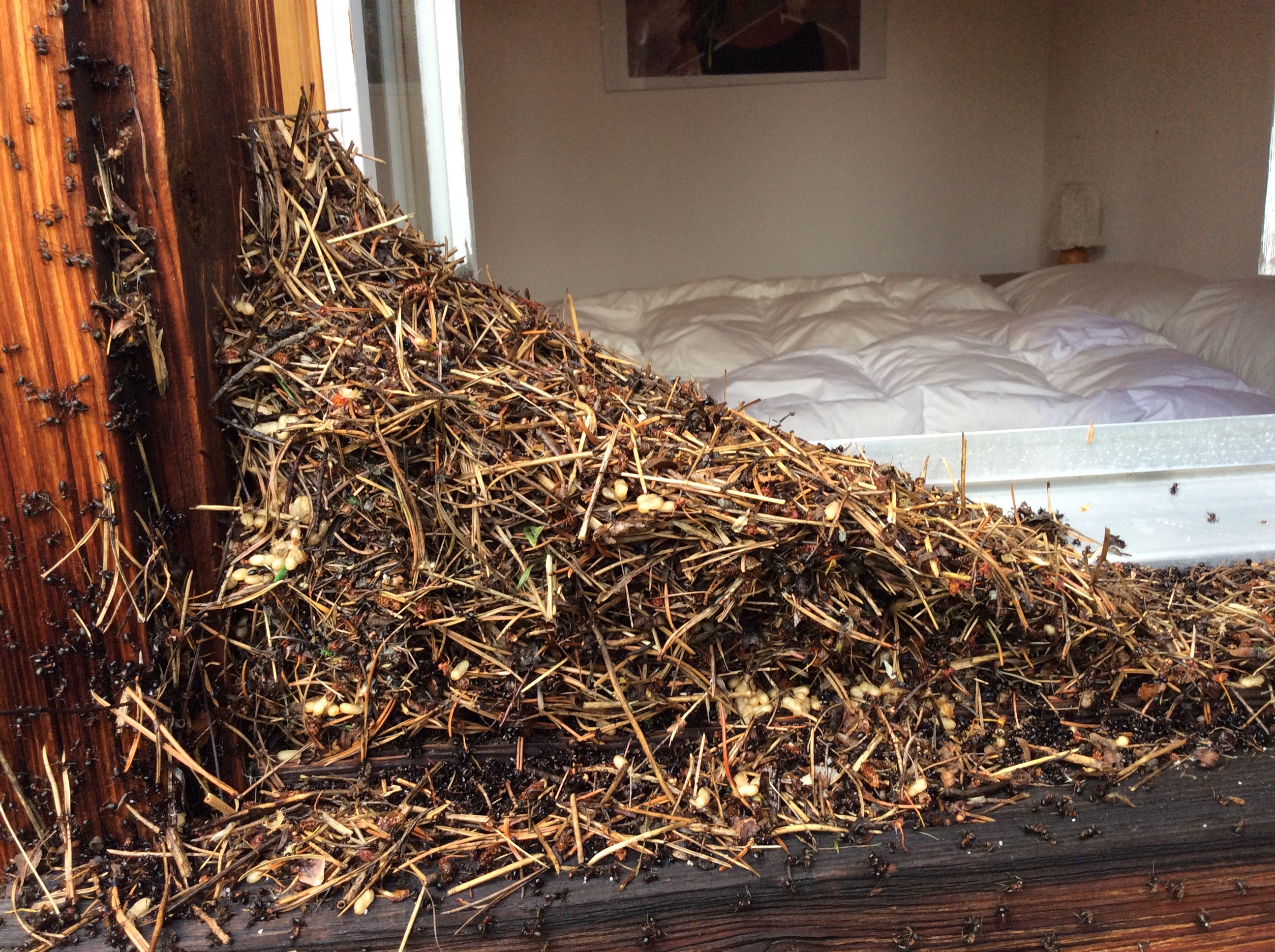 Sebastian Clement, Sassalstrasse 7 in Chur