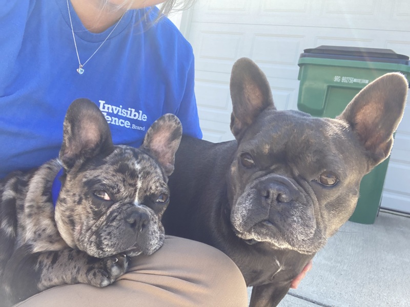 Dogs getting ready to use Invisible Fence® in Marion County, IN