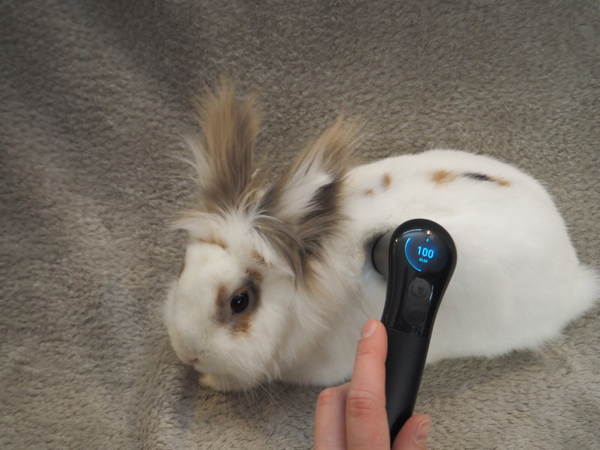 Tierphysio mit Franzi in Berlin