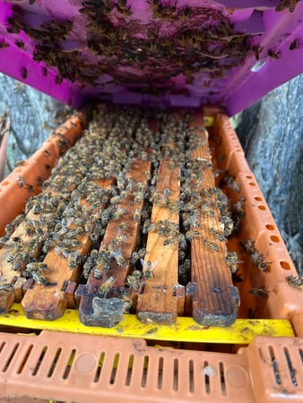 Images Kritscher Apiaries