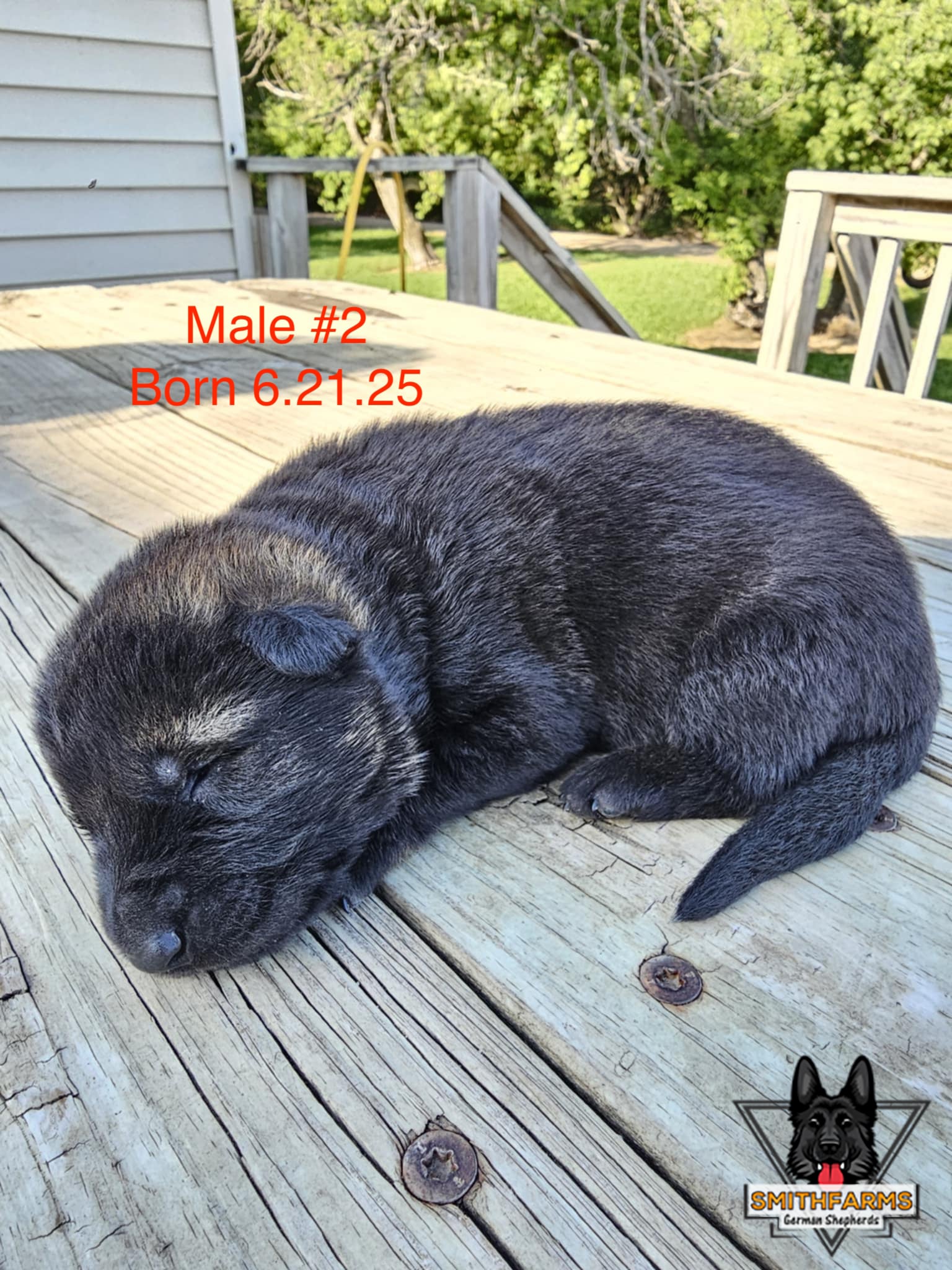 SmithFarms German Shepherds Image