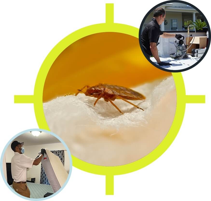 Image 4 | Innotech Pest Management