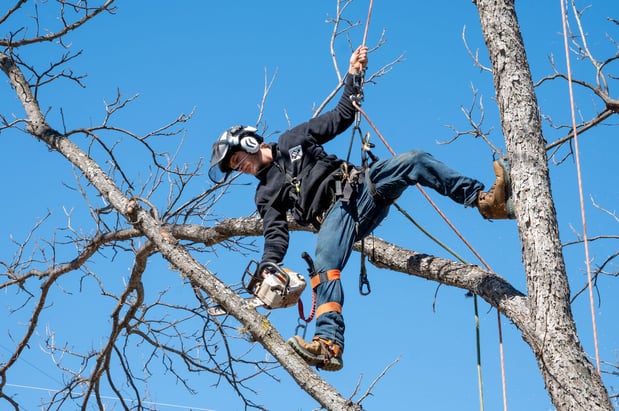 Images CBM Tree Services LLC
