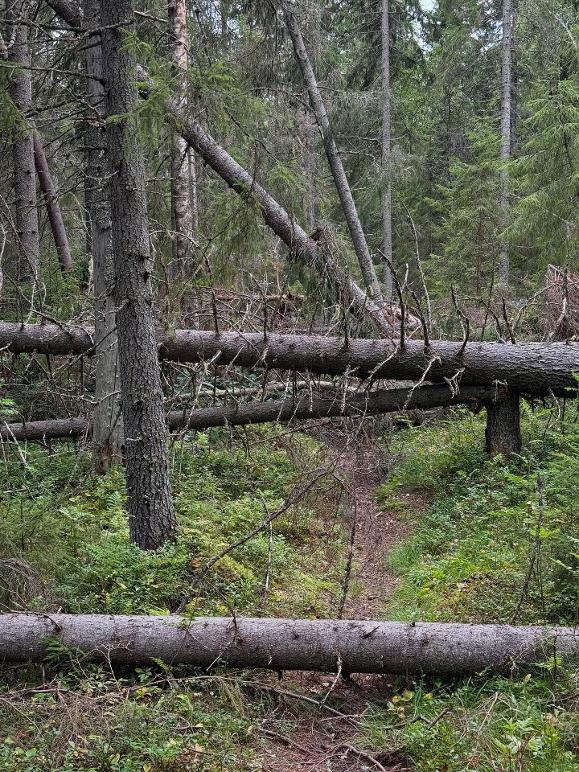 Images Umeå Trädservice