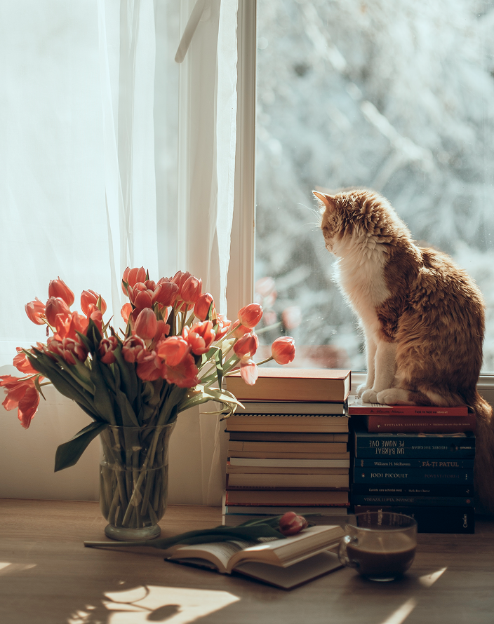 An orange cat by the window.