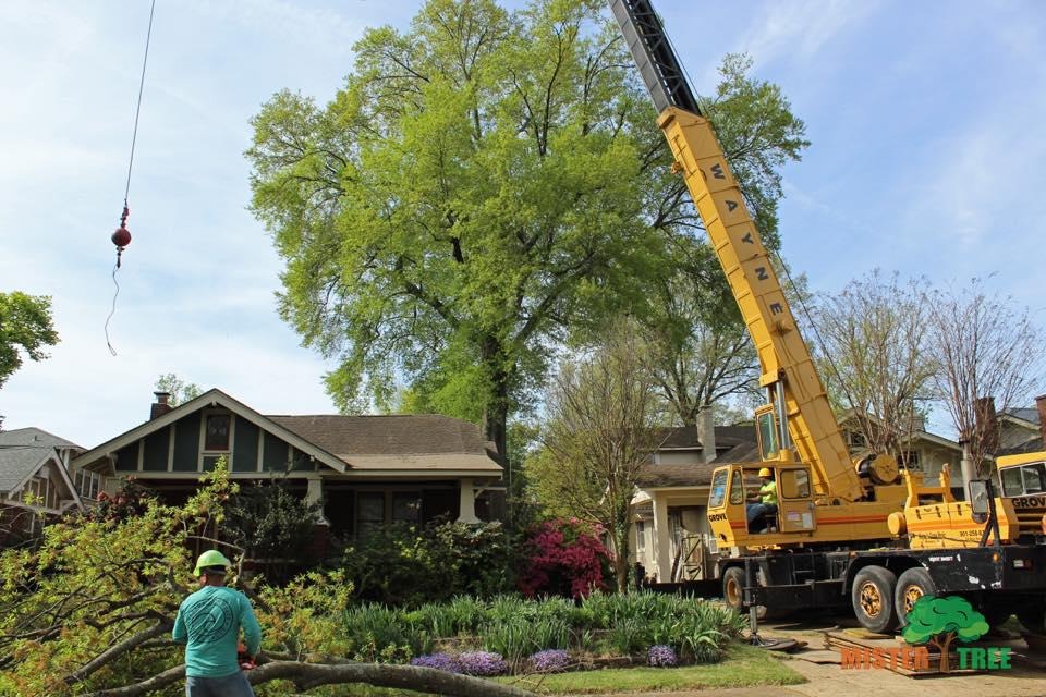 Mister Tree Service Photo