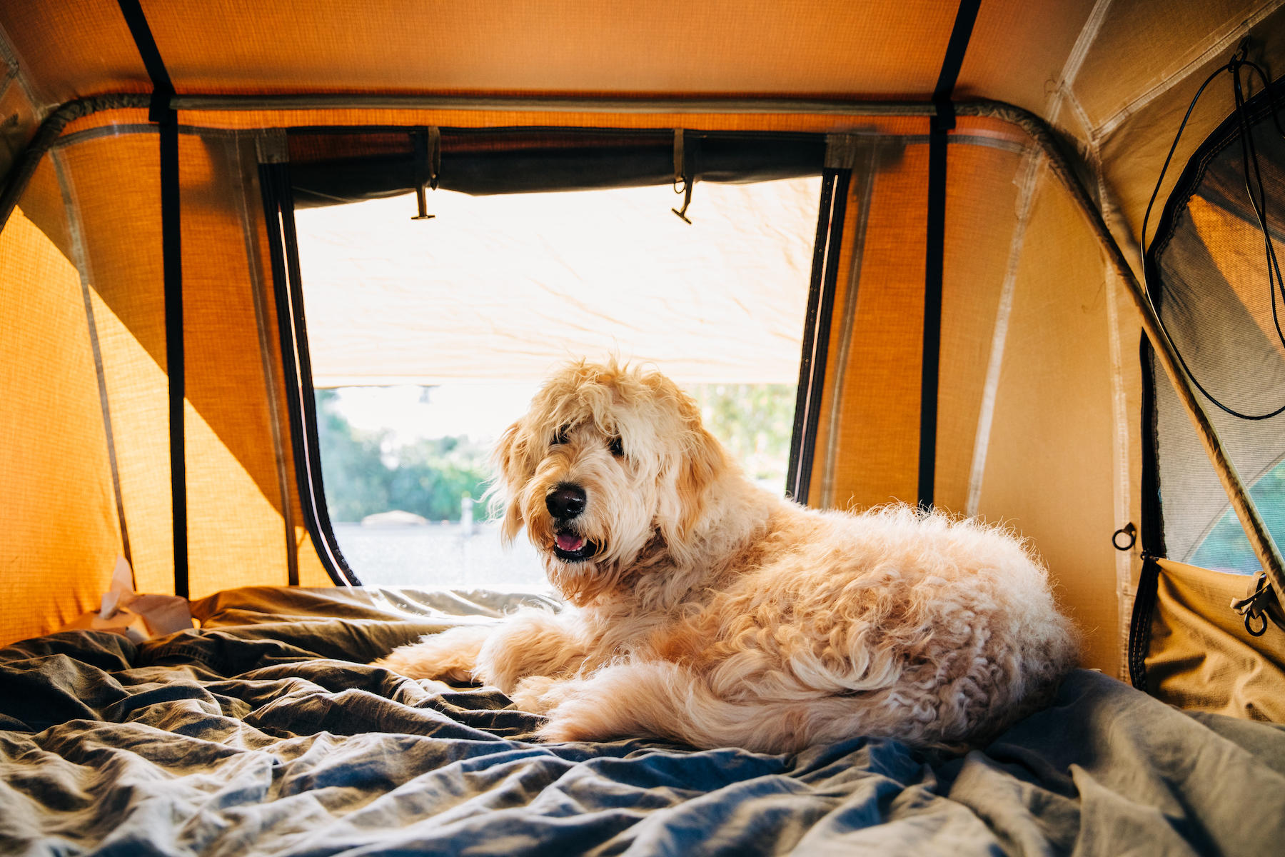 Keeping Your Dog Safe While Camping