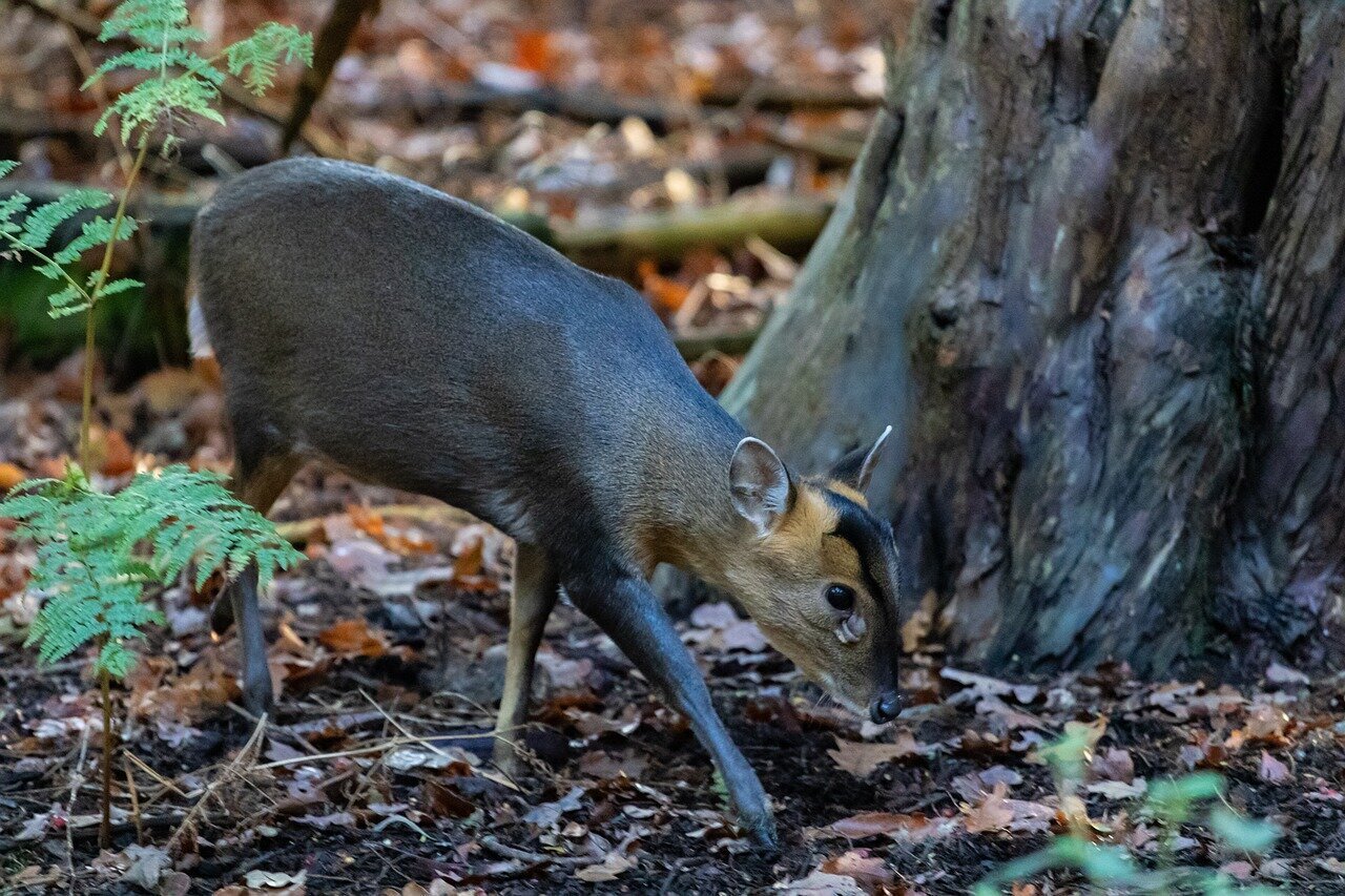 Images North Norfolk Deer Management