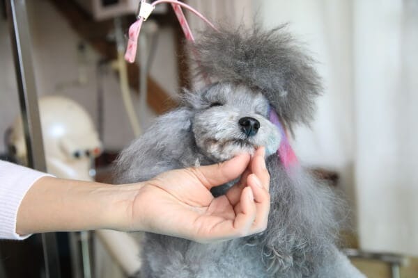 Images わんわんスタイルANNE