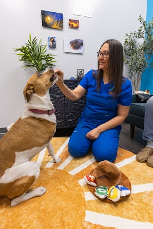 Images PetVet365 Pet Hospital Denver / University