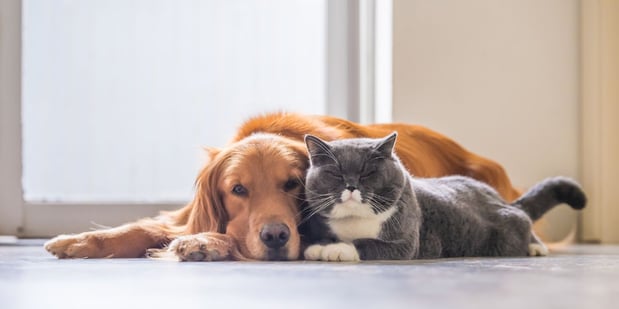 Images Always with Love Pet Care