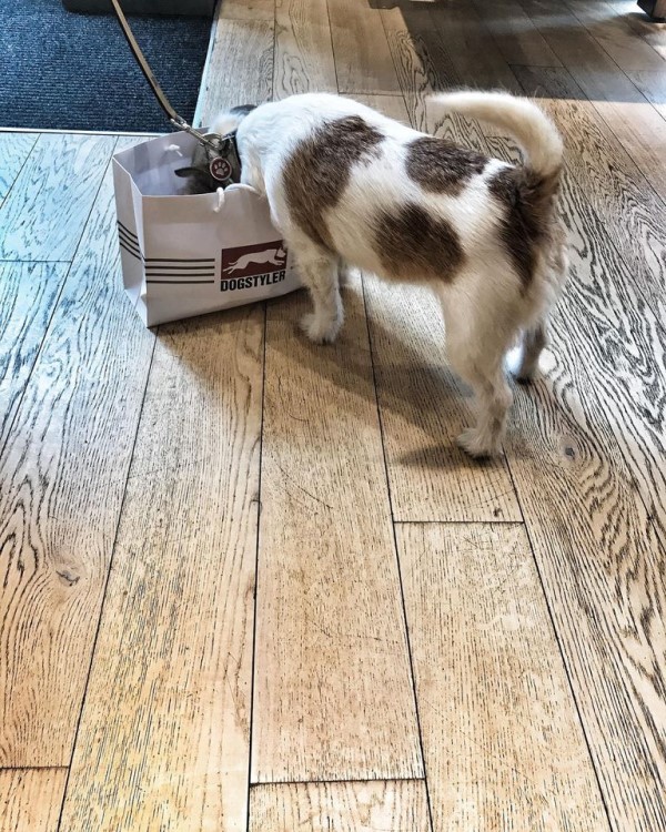 Hundefrisör Saalfelden, Zeller Bundesstraße 17 in Saalfelden am Steinernen Meer