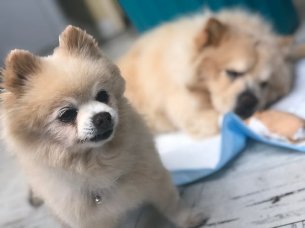 Images Melrose La Brea Animal Hospital